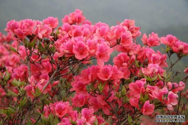 姹紫嫣红第一峰，景上添花映山红——首届中国•岭南（广东第一峰）山花节